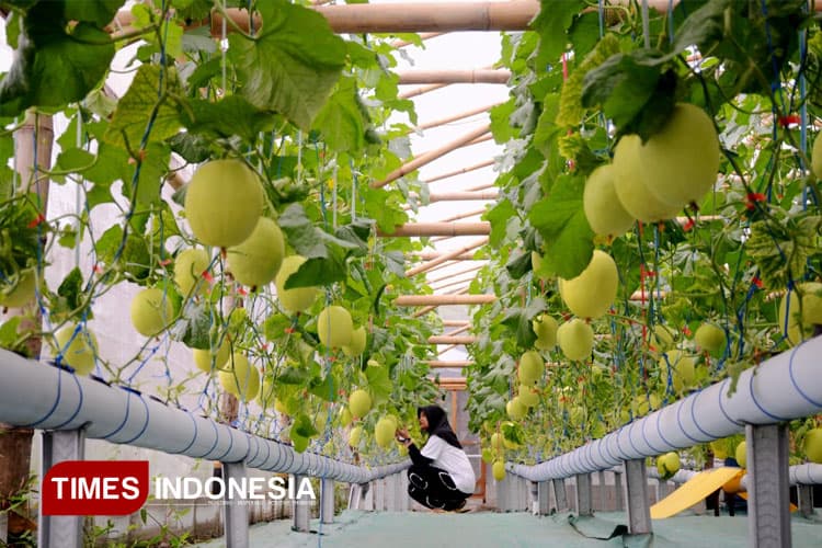 Puspa Agraria, Wisata Edukatif Petik Melon Hidroponik dari Desa Bedali Malang