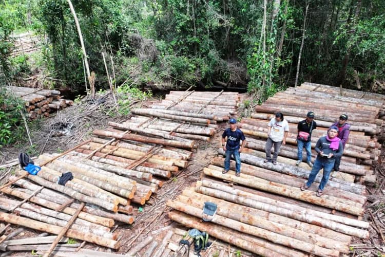 Peredaran Kayu Ilegal Digagalkan, Petugas Temukan Gudang Rahasia 1.500 Batang Kayu di Hutan Ketapang